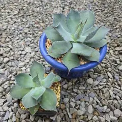 ①アガベ 雷神 子株 抜き苗 多肉植物 観葉植物