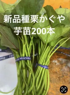 2026年最新】栗かぐやの人気アイテム - メルカリ