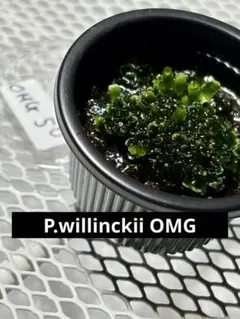 P.willinckii OMG 前葉体 胞子体 ビカクシダ 54 - メルカリ