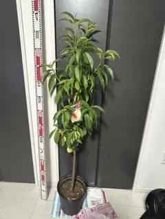 桃 苗木 照手水蜜桃 果樹 鉢植え　実付き大苗四年生④ 桃 苗木 照手水蜜桃 果樹 鉢植え 大苗 四年生③ - メルカリ