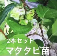 発根済み　マタタビ　挿し木苗　チビ苗　抜き苗１本＋おまけ１本のサムネイル
