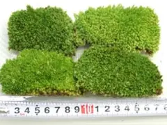 しーあ様 リクエスト 3点 まとめ商品