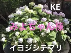 みよちゃん様 リクエスト 2点 まとめ商品