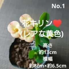 No.3【沖縄から♪】花キリン(大タイプ)♥️開花中♪ - メルカリ
