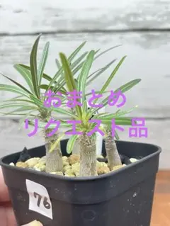 Komocafe様 リクエスト 3点 まとめ商品