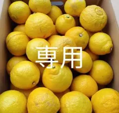 ネズミちゃん様専用ページです。