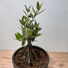 オリーブの木 イタリア製 テラコッタ鉢植え エルグレコ H120 - メルカリ