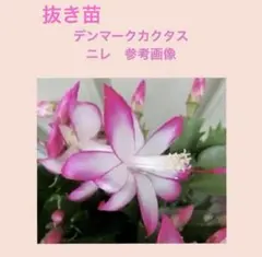 D／抜き苗2本：ニレ　シャコバサボテン　デンマークカクタス　多肉植物のサムネイル