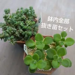 アロマティカス＆セダムミルキーウェイＤ抜き苗セット　根付き苗♪Ｇよけに!?