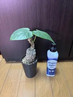 ドルステニア ラブラニー N/OH 鉢付き 塊根植物 コーデックス - メルカリ