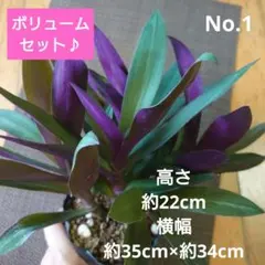 No.1【観葉植物♪】ムラサキオモト オーロラ♥️小株4株つき♪ - メルカリ