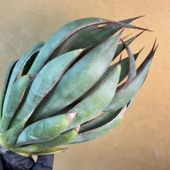 2026年最新】agaveの人気アイテム - メルカリ