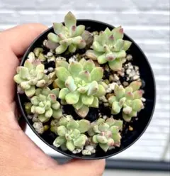 G 子持ち蓮華錦 鏡花 抜き苗 オロスタキス 多肉植物 - メルカリ