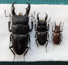 2026年最新】アマミミヤマの人気アイテム - メルカリ