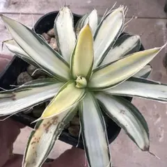 2026年最新】アガベ乱れ雪錦の人気アイテム - メルカリ