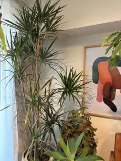 2026年最新】コルジリネの人気アイテム - メルカリ