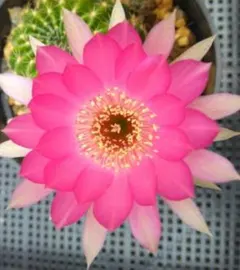 ちゃる（プロフィールお読み下さい）様 リクエスト 2点 まとめ商品