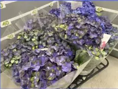 ☆スズキ農園☆アジサイ☆新品種☆ハミング ラベンダー☆5号鉢