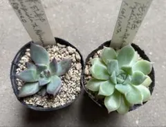 紫式部 多肉植物 ) サボテン相談室 エケベリア - メルカリ