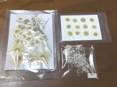 押し花 ドライフラワー 白 ホワイト レジン封入用
