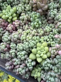 多肉植物 セダム 姫秋麗×プロリフィカ10カット&パープルヘイズ25カット