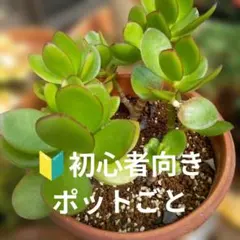 2025年最新】花月 金のなる木の人気アイテム - メルカリ