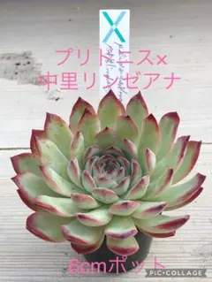 2025年最新】リンゼアナの人気アイテム - メルカリ