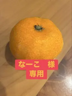 浜名湖みかん　なーこ様専用