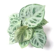 ちゃちゃママ様 リクエスト 2点 まとめ商品