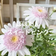 ✿Dom❤Mia✿プロフ必読✿様 リクエスト 2点 まとめ商品