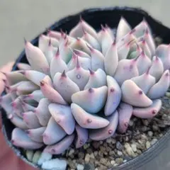 2026年最新】おらいさん苗 そわそわの人気アイテム - メルカリ