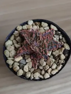 2026年最新】アロエハイブリッドの人気アイテム - メルカリ