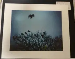 ‼️新品未開封‼️ 深瀬昌久　鴉　Ravens MACK版 Fukase 森山大道 鴉》RAVENS / 深瀬昌久 Masahisa Fukase - books used and new