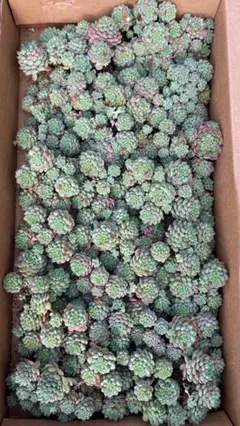 BX1012 ロココ 21株 多肉植物 抜き苗 エケベリア - メルカリ
