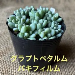 はるふう様 リクエスト 3点 まとめ商品