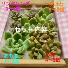 ぼのぼのさん苗3点セット※札なし※ ポットごとメルカリ便※バラ売り不可※ ②ぼのぼのさん苗3点セット※札なし※ ポットごとメルカリ便※