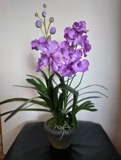 【春のインテリア】エミリオ・ロバ胡蝶蘭クチュールフラワー ファレノプシス磁気鉢