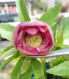 2026年最新】プリマベーラ クリスマスローズの人気アイテム - メルカリ