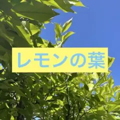 그냥 신선한 레몬 잎