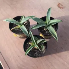 2026年最新】アガベ 子株 セットの人気アイテム - メルカリ