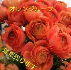 さくらんぼ様 リクエスト 3点 まとめ商品