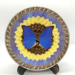 2026年最新】標本 モルフォ蝶の人気アイテム - メルカリ