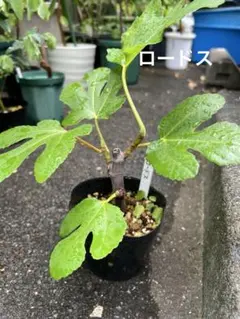 ロードス　いちじく苗　2月挿しのサムネイル