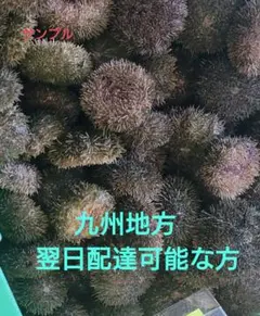 2025年最新】活バフンウニの人気アイテム - メルカリ