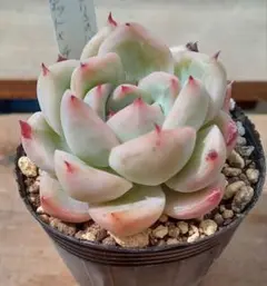 多肉植物　オリジナル実生苗　専用 多肉植物 オリジナル実生苗 - メルカリ