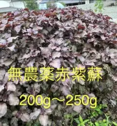☆無農薬の赤紫蘇の葉☆200g〜250g熊本県産のサムネイル