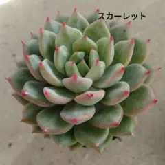 るるれれろ様 リクエスト 3点 まとめ商品