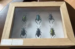 딱정벌레 표본