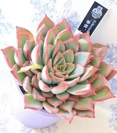 2026年最新】優木園の人気アイテム - メルカリ