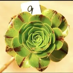22 #観葉植物アエオニウム錦❤️グリ一ンファイア一錦❤️碧火❤1頭